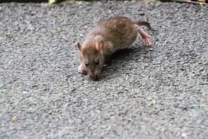 A close up of a Field Mouse photo