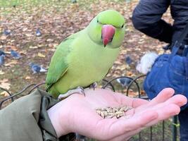 A view of a Ring Necked Parakeet in London photo