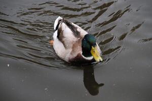 A view of a Mallard Duck photo