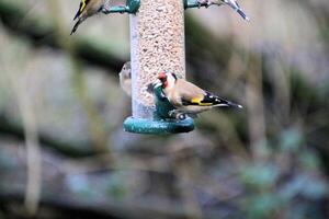 A view of a Goldfinch photo