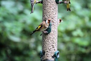 A close up of a Goldfinch photo