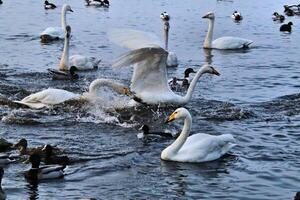 A view of a Whooper Swan photo