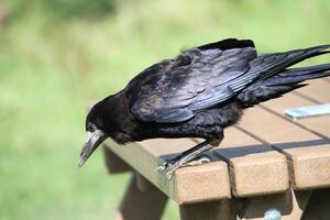 A view of a Rook photo