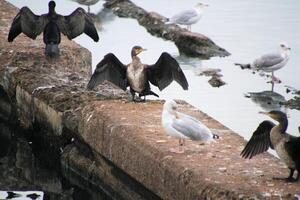 un ver de un cormorán foto