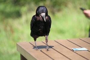 A view of a Rook photo