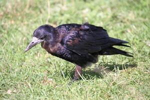 A view of a Rook photo