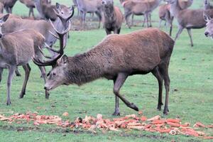 A view of a Red Deer Stag in the winter photo