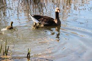 A view of a Greylag Goose photo