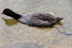 A close up of a Coot photo