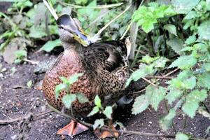 A view of a Mallard Duck photo