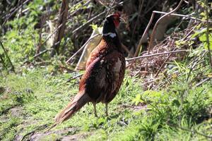 A close up of a Pheasant photo