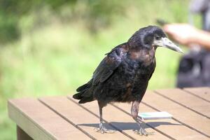 A view of a Rook photo