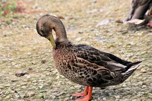 A close up of a Mallard Duck photo