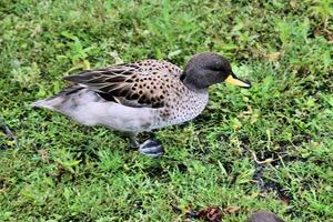 A view of a Yellow Billed Duck photo