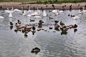 A close up of a Duck photo