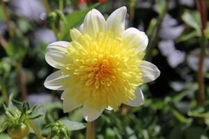 un ver de un flor en un jardín foto