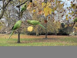 A view of a Ring Necked Parakeet in London photo