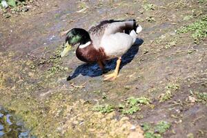 A close up of a Mallard Duck photo