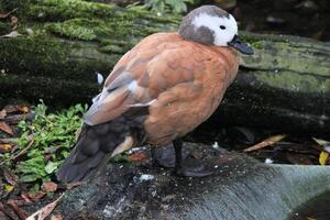 A view of a South African Shelduck photo