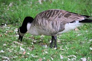 A close up of a Canada Goose photo