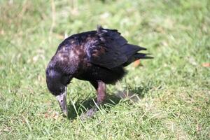 A view of a Rook photo