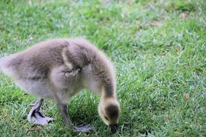 A view of a Greylag Goose photo