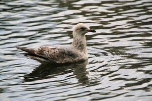 A view of a Seagull in the water photo