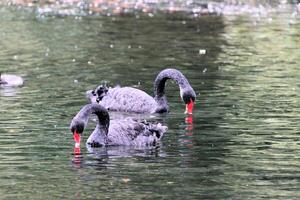 una vista de un cisne negro foto