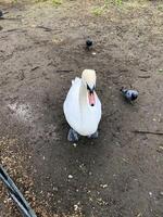 una vista de un cisne mudo en londres foto