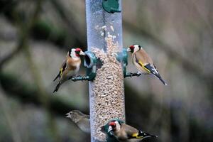 A close up of a Goldfinch photo