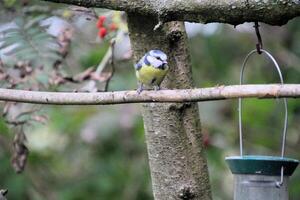 A view of a Blue Tit photo