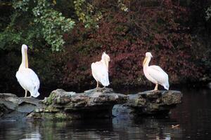 A view of a Pelican in London photo