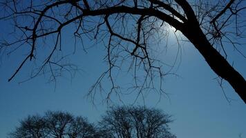 The bare branches view with the blue sky as background in winter photo