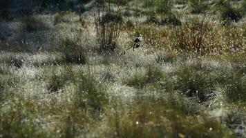 The meadow view covered by the frost in the winter morning photo