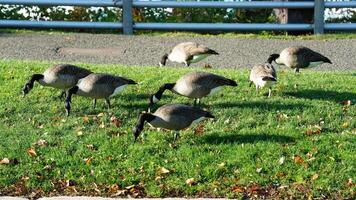 The group geese eating the grass in the green meadow photo