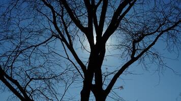 The bare branches view with the blue sky as background in winter photo