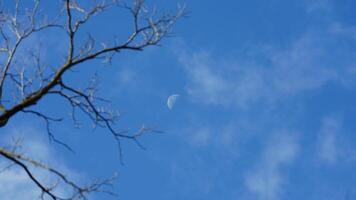 The blue sky view with the white moon and the clear blue sky as background photo