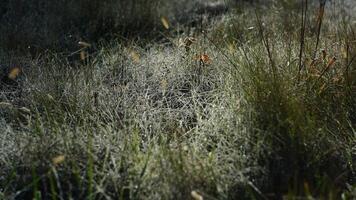 The meadow view covered by the frost in the winter morning photo