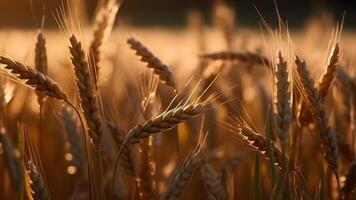 AI generated Spikes of ripe wheat at sunny day, close-up with selective focus, neural network generated image photo