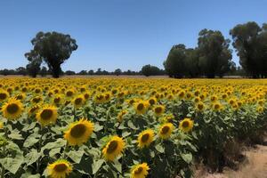 AI generated A field of sunflowers with a clear blue sky in the background, neural network generated image photo