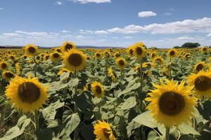 AI generated A field of sunflowers with a clear blue sky in the background, neural network generated image photo