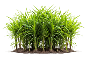 AI generated sugar cane plantation isolated on transparent background ,generative ai png