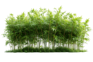 AI generated bamboo trees isolated on transparent background ,generative ai png