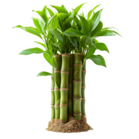 AI generated bamboo tree isolated on transparent background ,generative ai png