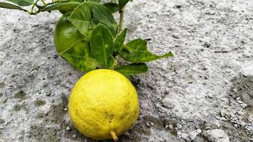 Ripe lemon fruit on branch with green leaves. Lemon fruit with green leaf. Natural Lemon fruit levitate. Fresh yellow ripe lemons. photo