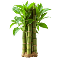 AI generated bamboo tree isolated on transparent background ,generative ai png