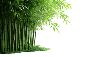 AI generated bamboo trees isolated on transparent background ,generative ai png