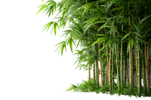 AI generated bamboo trees isolated on transparent background ,generative ai png