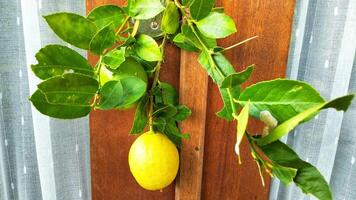 Ripe lemon fruit on branch with green leaves. Lemon fruit with green leaf. Natural Lemon fruit levitate. Fresh yellow ripe lemons. photo