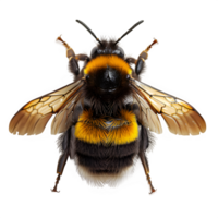 AI generated honey bee isolated on transparent background ,bumblebee png ,generative ai